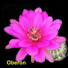 Oberon.4.1.jpg 